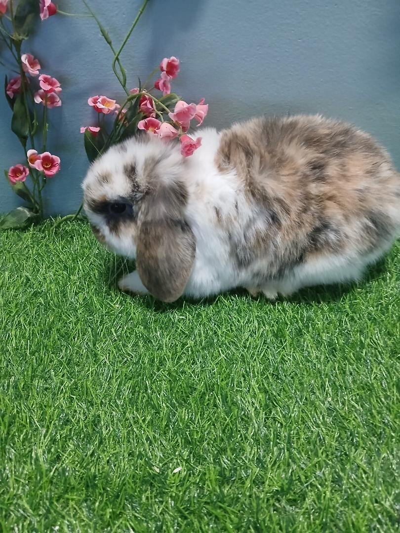 Purebred Holland Lop Boy image 1