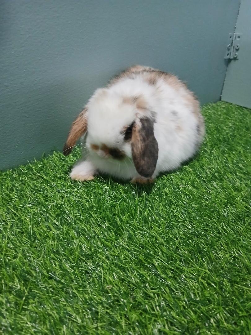 Purebred Holland Lop Boy Bunny image 2