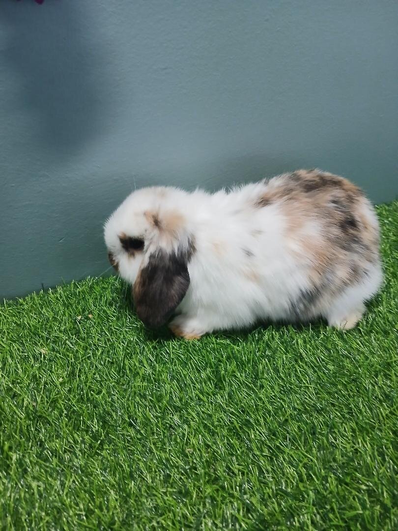 Purebred Holland Lop Boy Bunny image 1