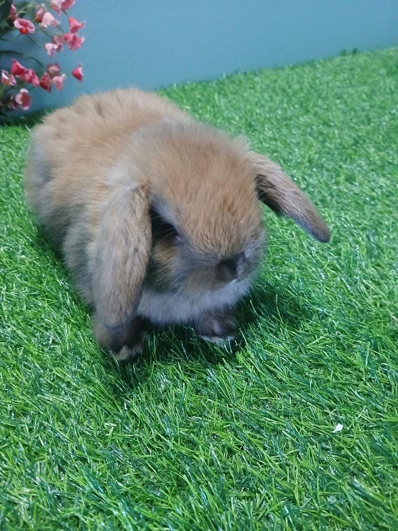 Holland Lop Boy image 1