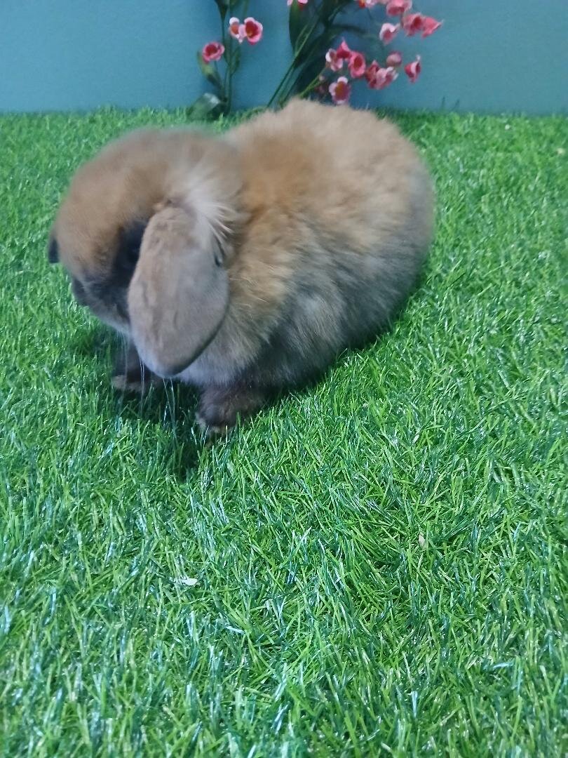 Holland Lop Boy image 2