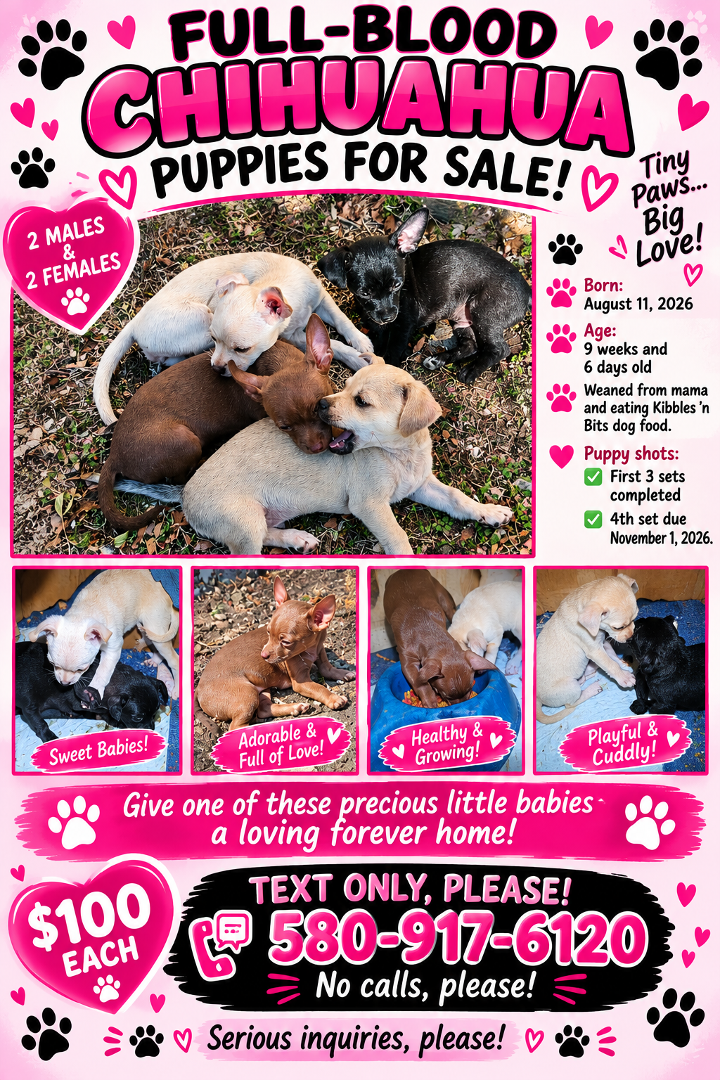 Chihuahua Puppies image 1
