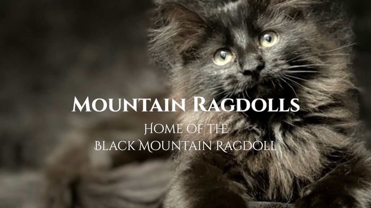 Black Mountain Ragdolls image 1