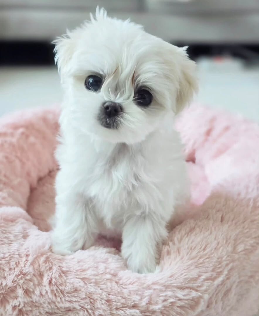 Maltese puppies available image 1
