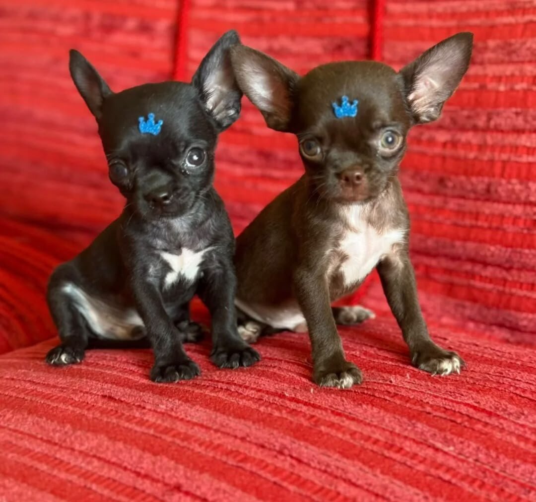 chihuahua puppies available image 1