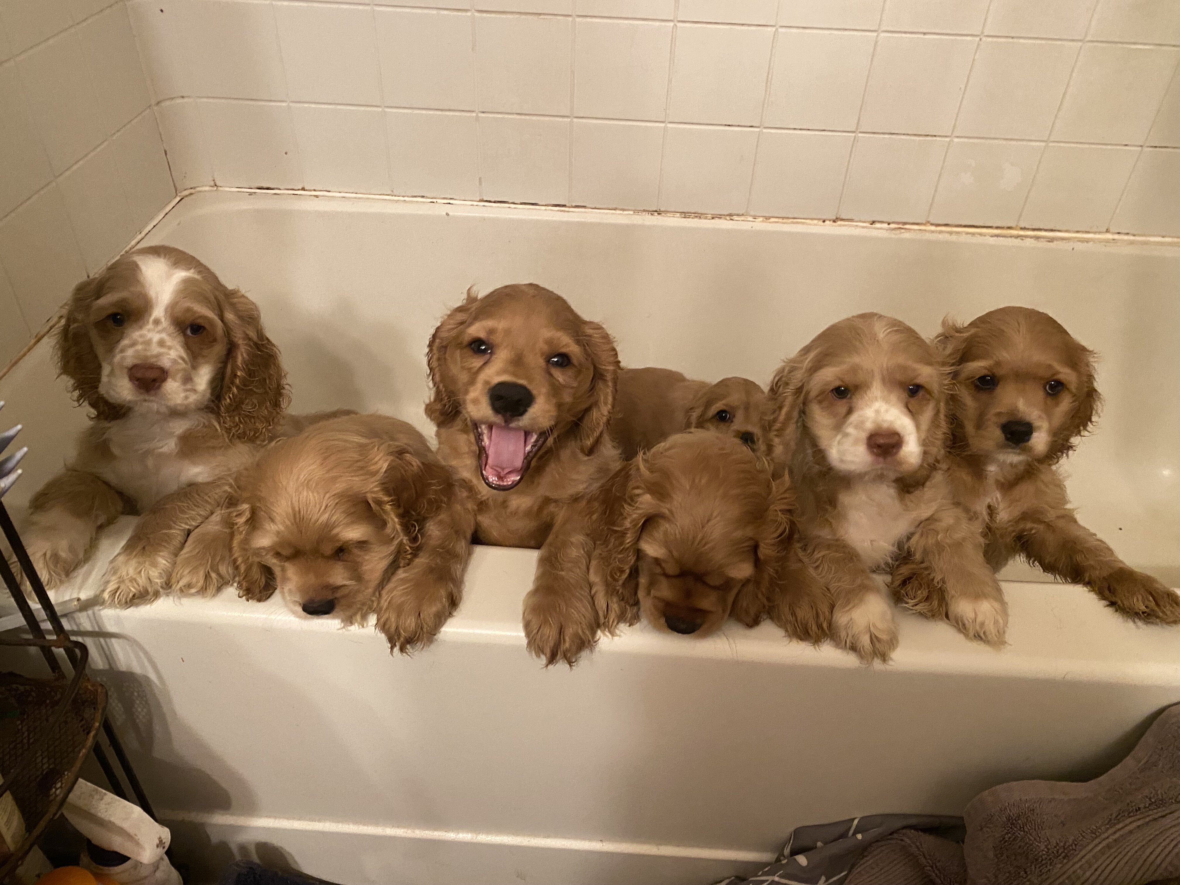 Cocker Spaniel Puppies, available now image 1