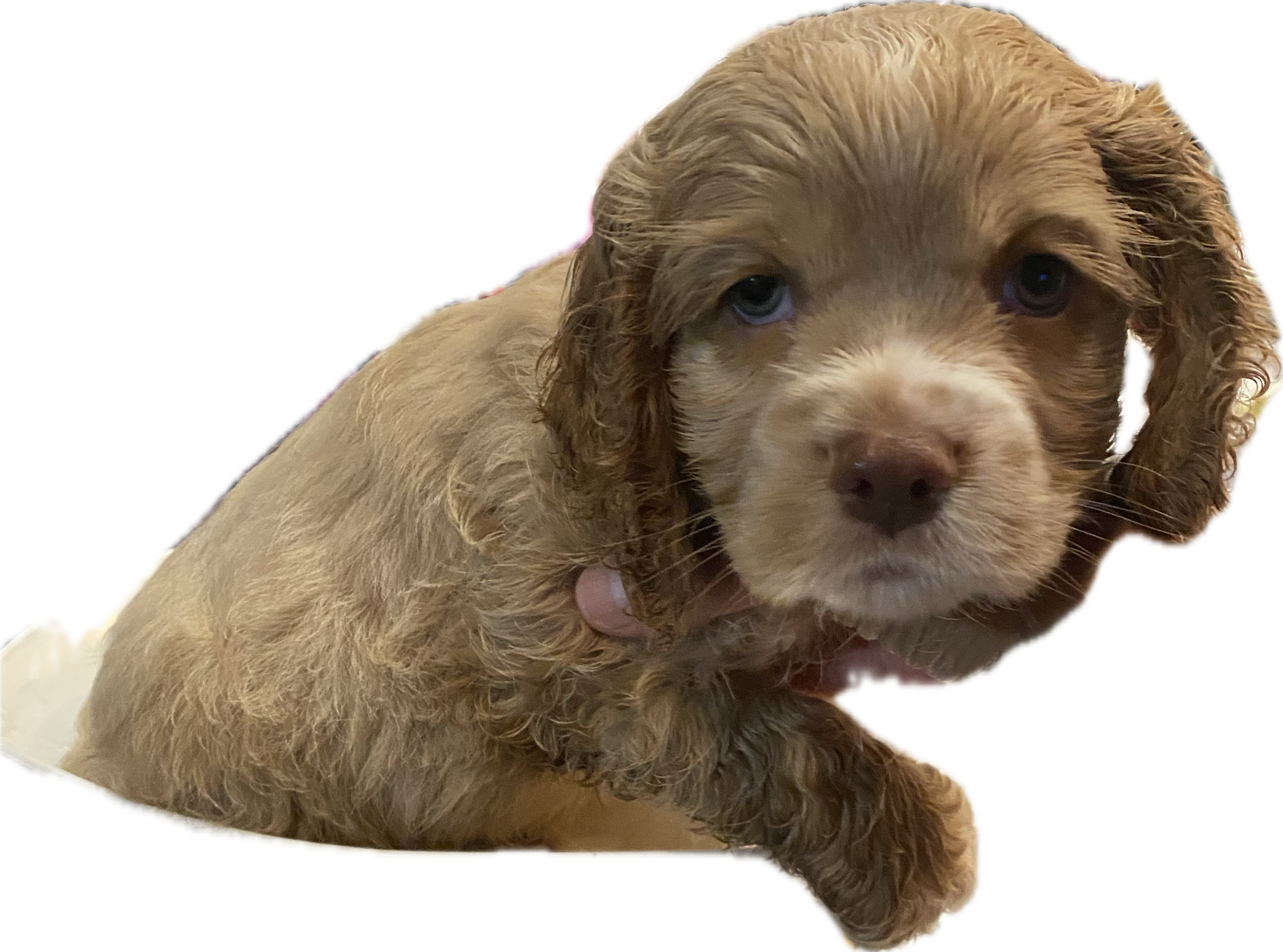 Cocker Spaniel Puppies, available now image 3