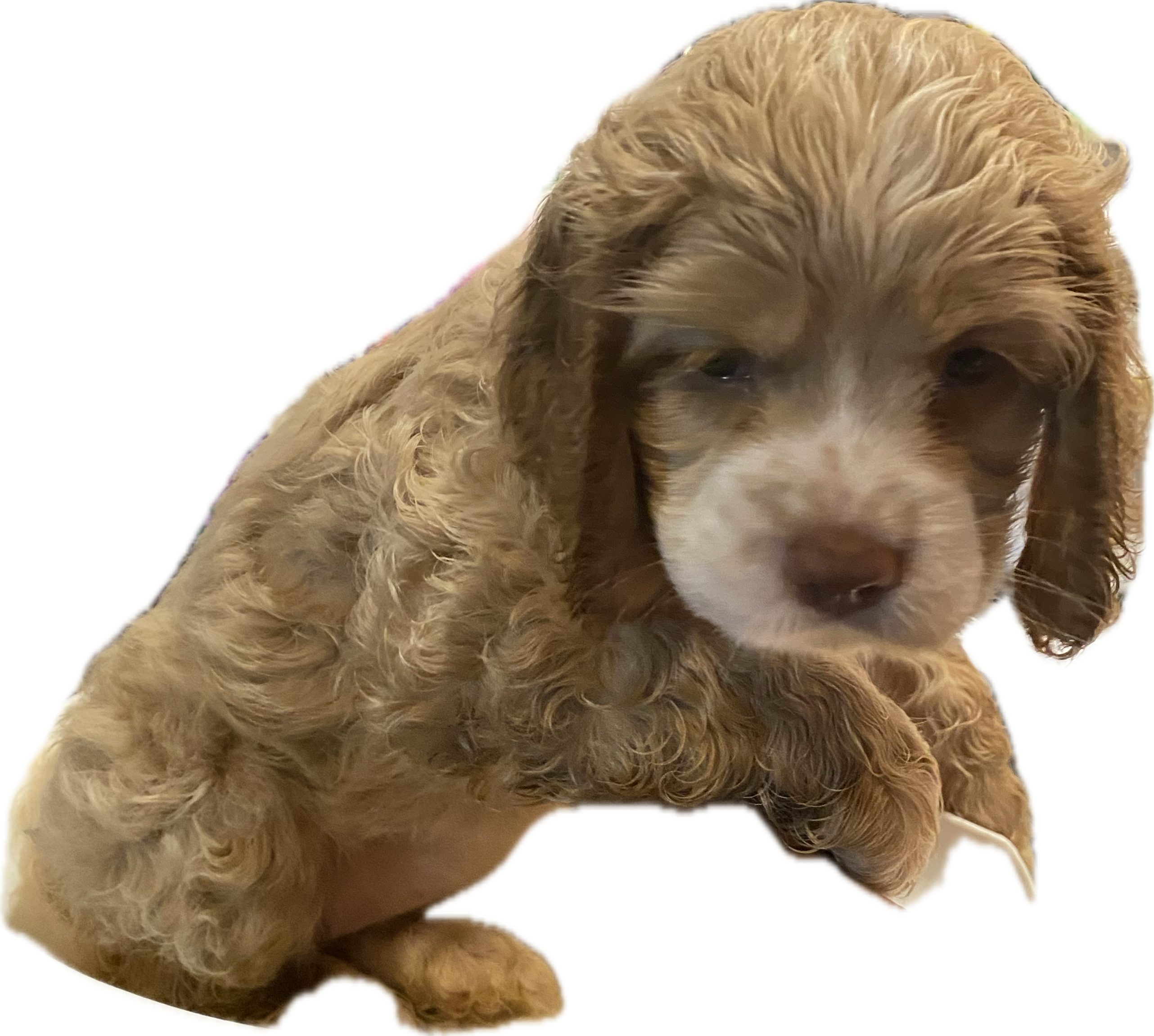 Cocker Spaniel Puppies, available now image 2