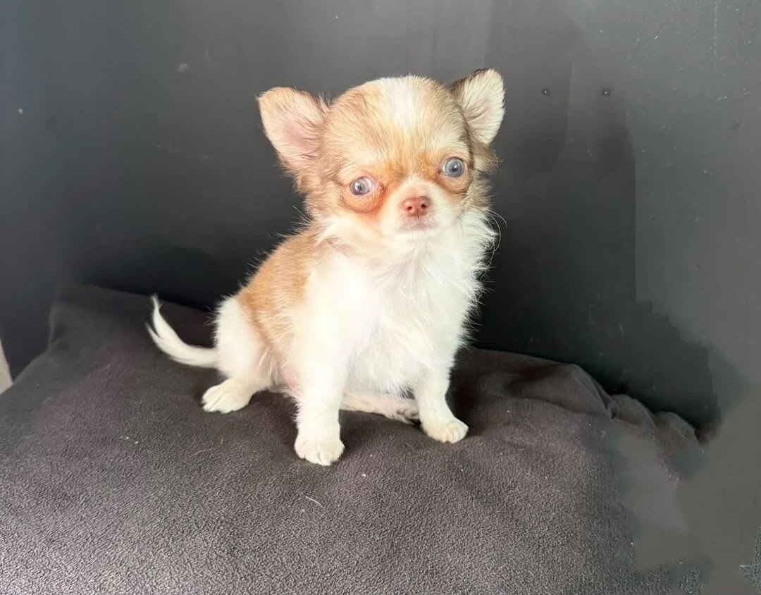 chihuahua puppies available image 1