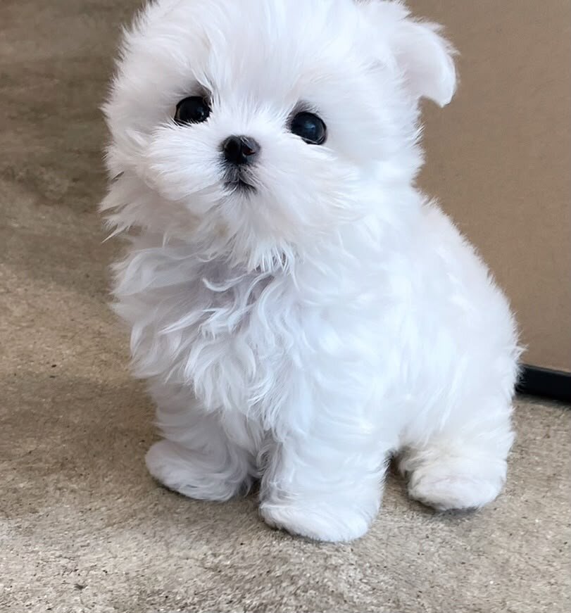 Maltese puppies available image 1