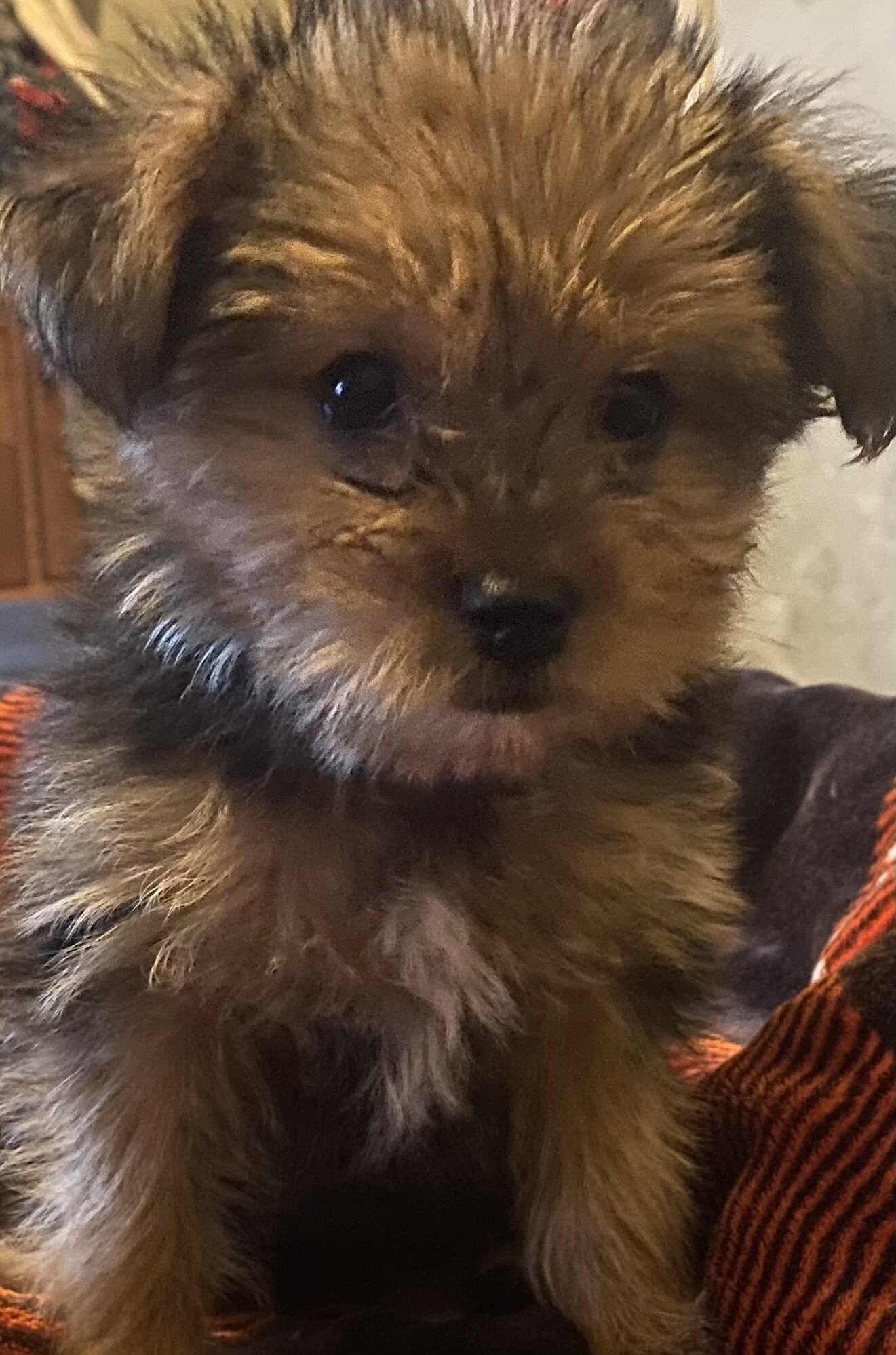 Yorkshire Terrier Pup image 1