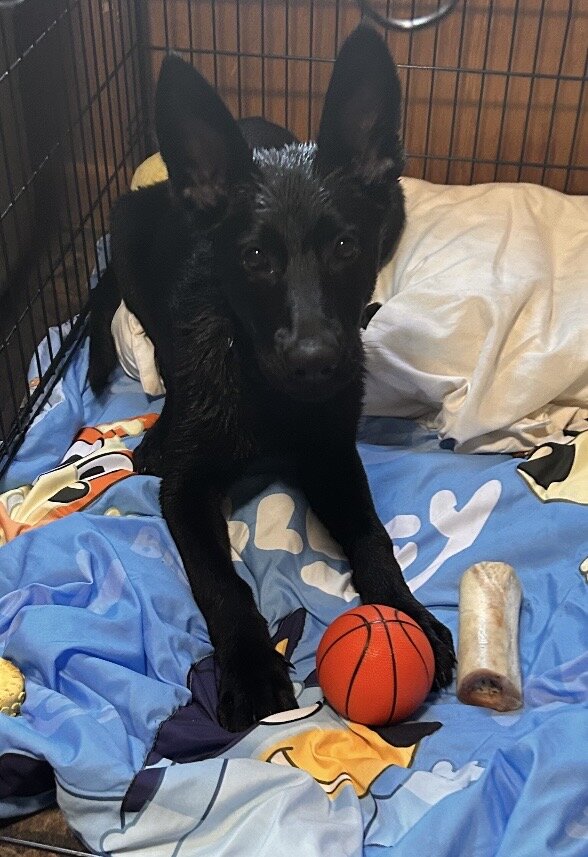Beautiful black on black AKC registered female image 3