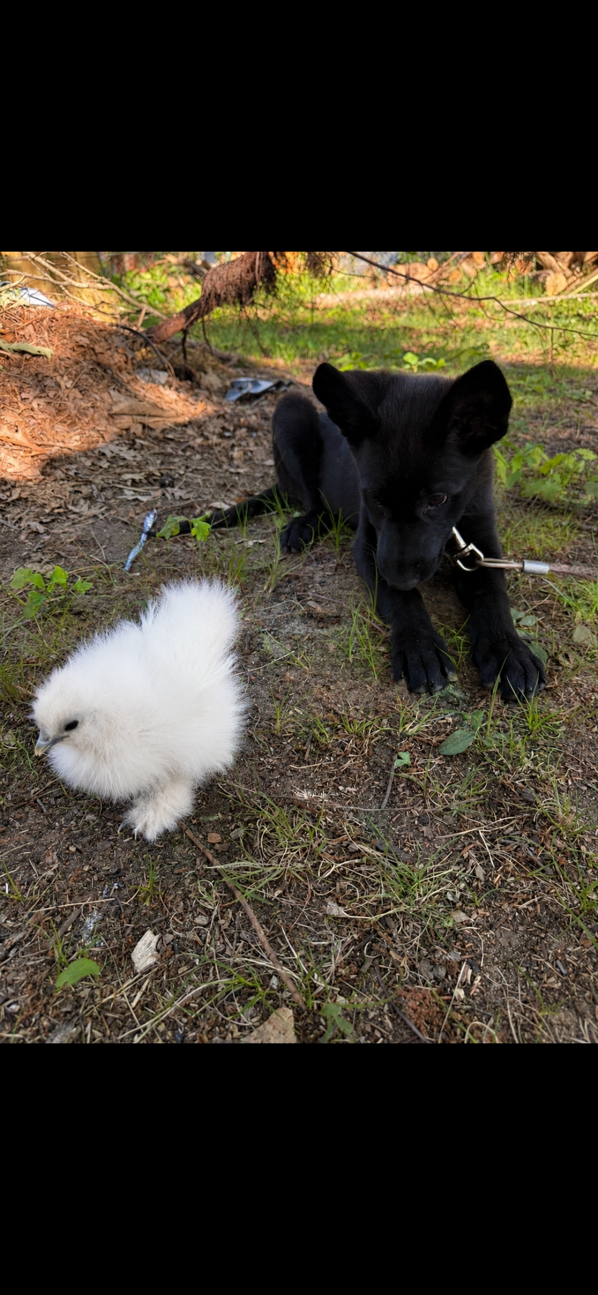 Beautiful black on black AKC registered female image 2