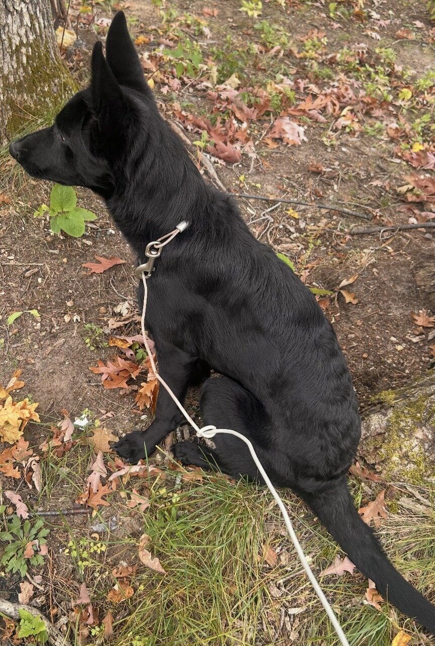 Beautiful black on black AKC registered female image 1