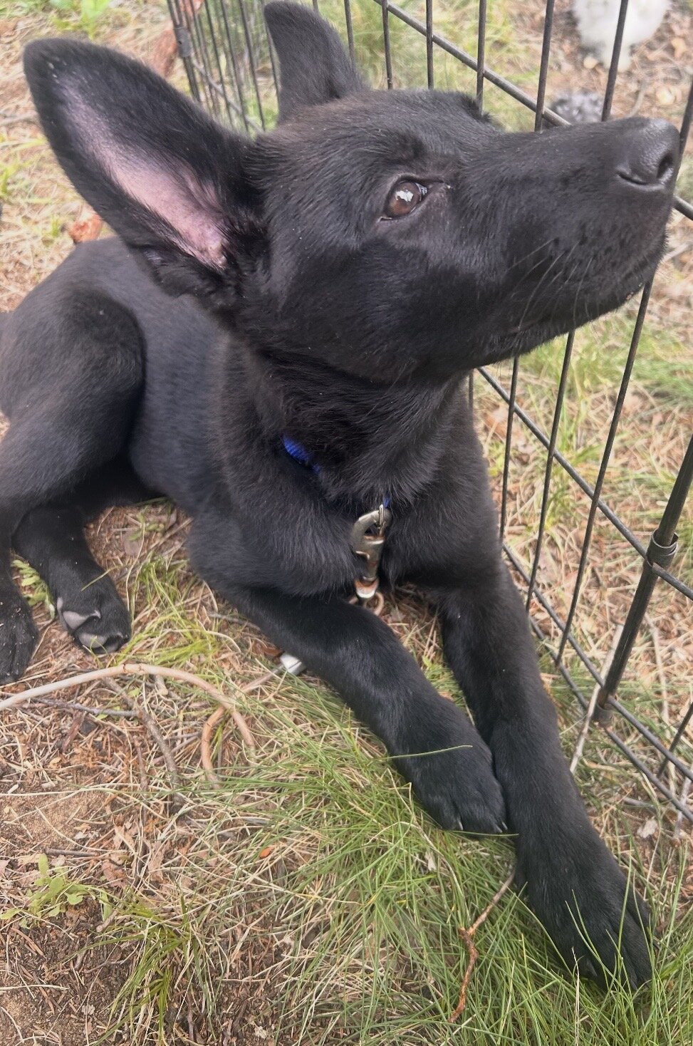 Beautiful black on black AKC registered female image 4