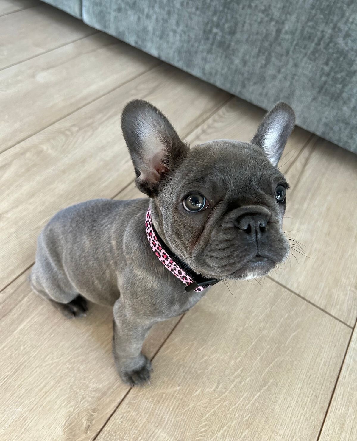French Bulldog image 1