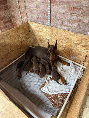 Chocolate Dobermans from Grandchampion Liniage image 1