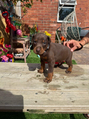 Chocolate Dobermans from Grandchampion Liniage image 2