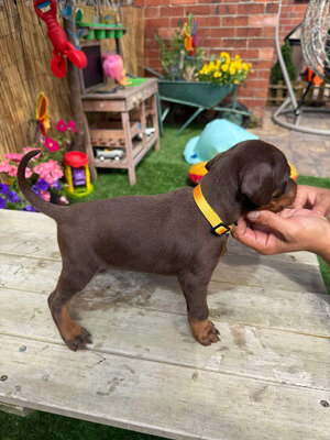 Chocolate Dobermans from Grandchampion Liniage image 3