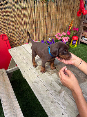 Chocolate Dobermans from Grandchampion Liniage image 4