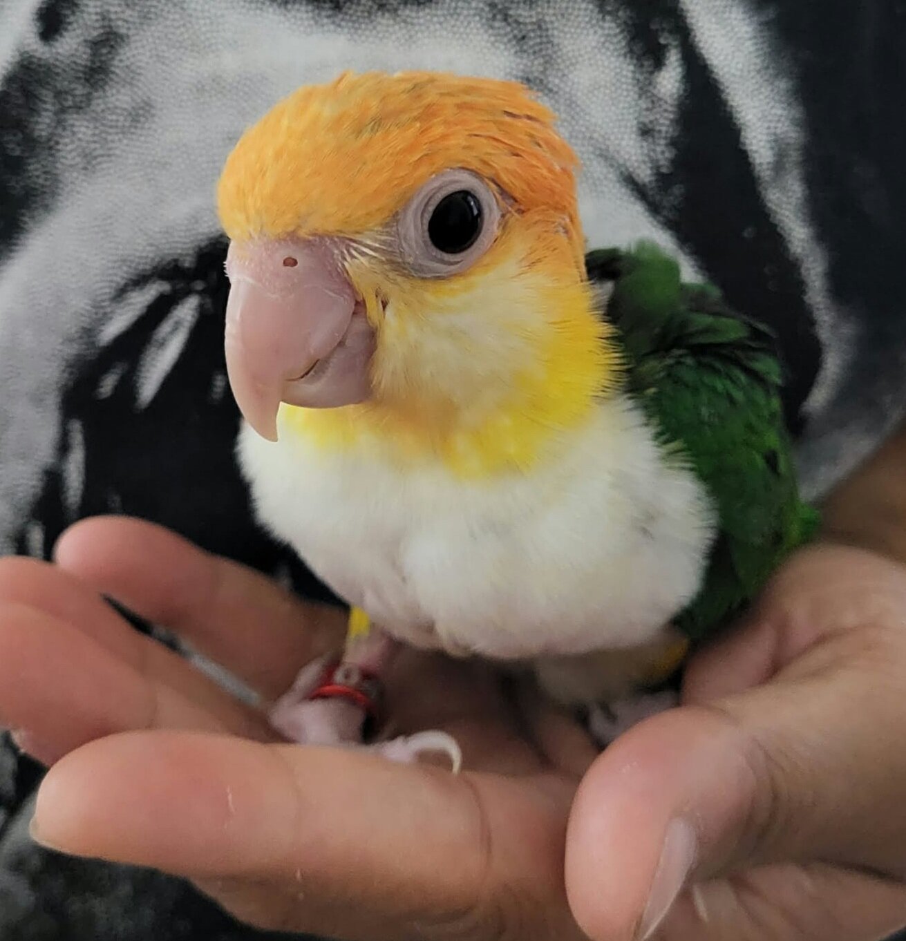 White Bellied Caiques image 1
