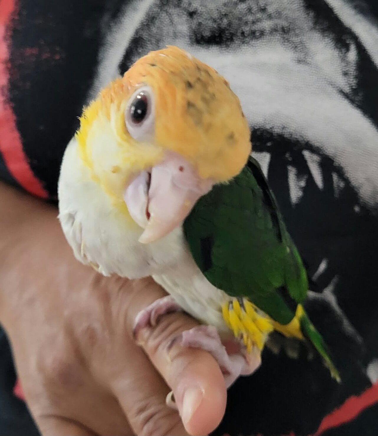 White Bellied Caiques image 2