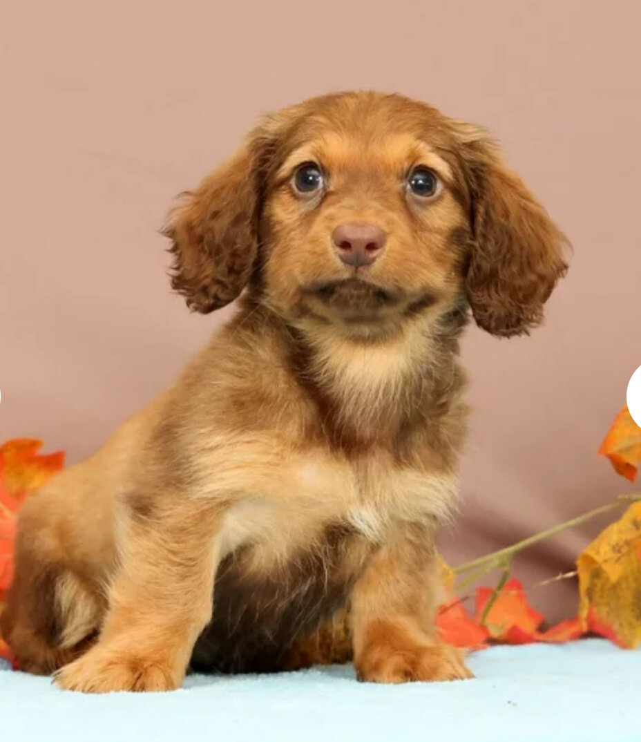 Miniature Dachshund Female Puppy image 1