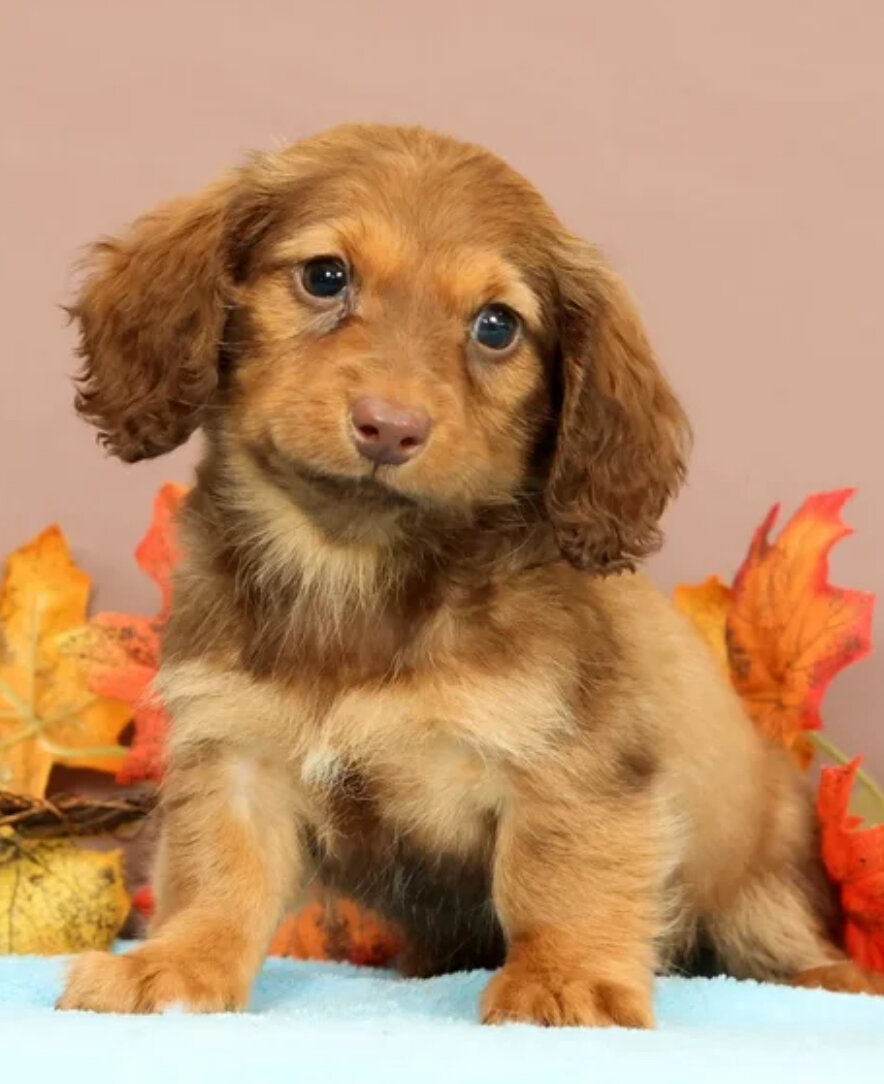 Miniature Dachshund Female Puppy image 2