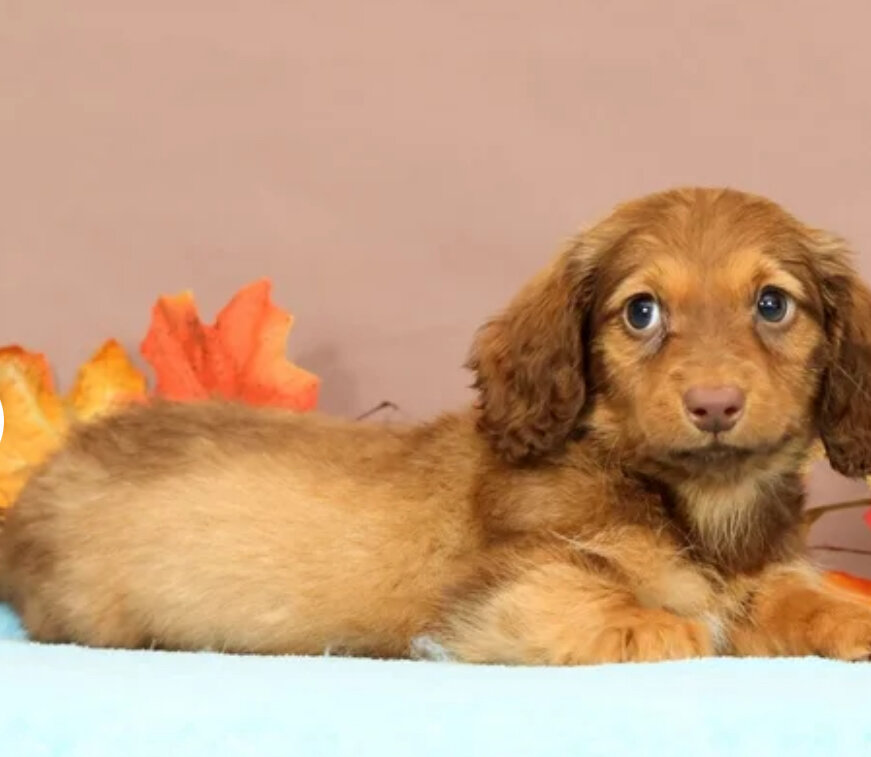 Miniature Dachshund Female Puppy image 3