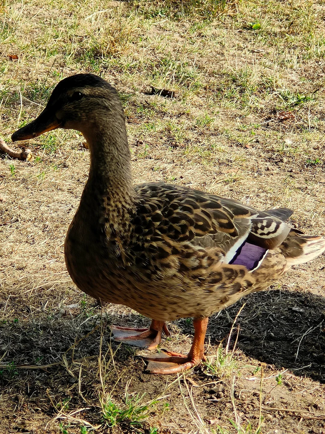 FEMALE MILLARD DUCKS image 1