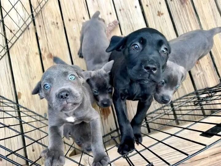 Cane corso image 1