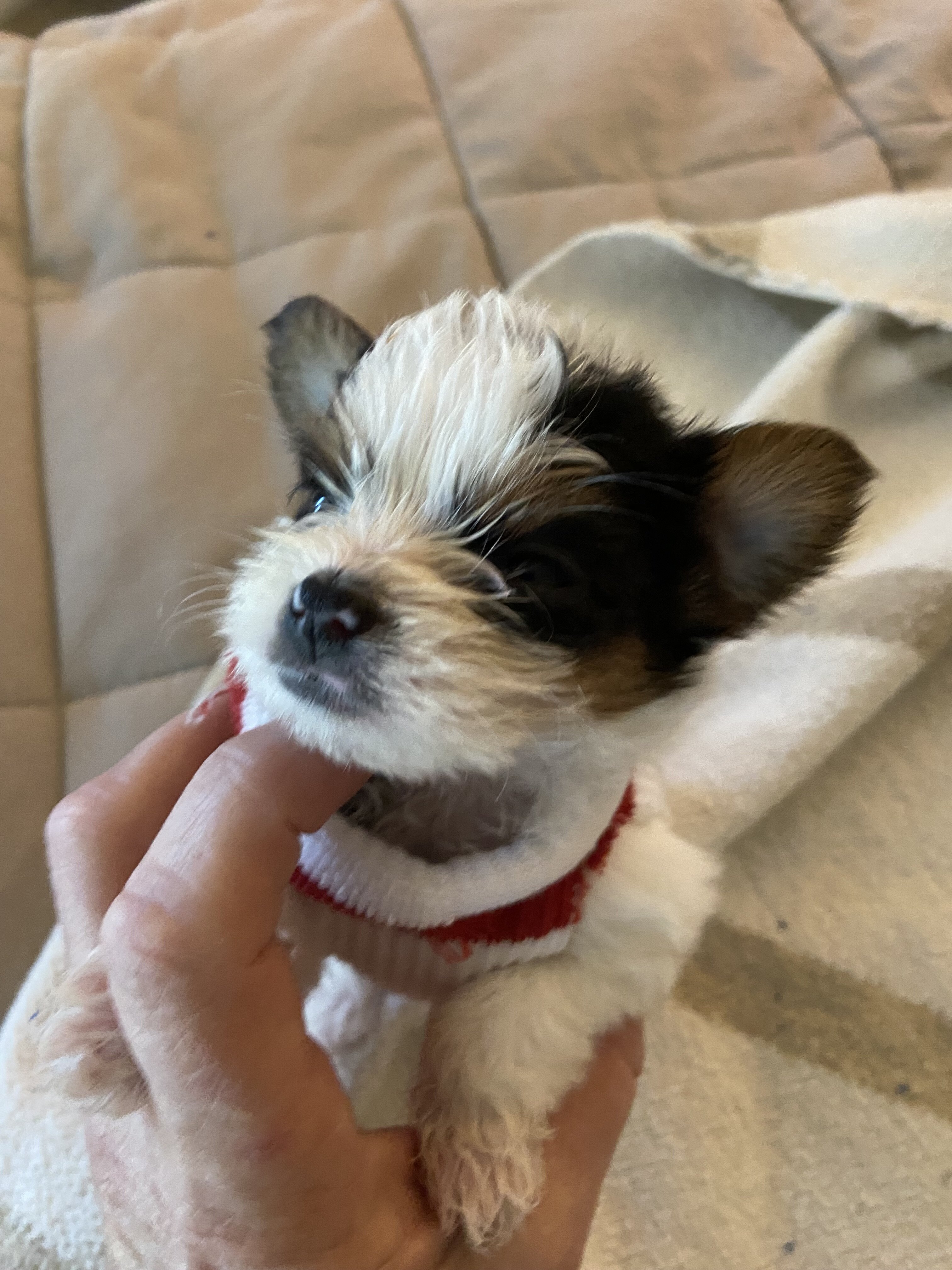 Chihuahua image 2