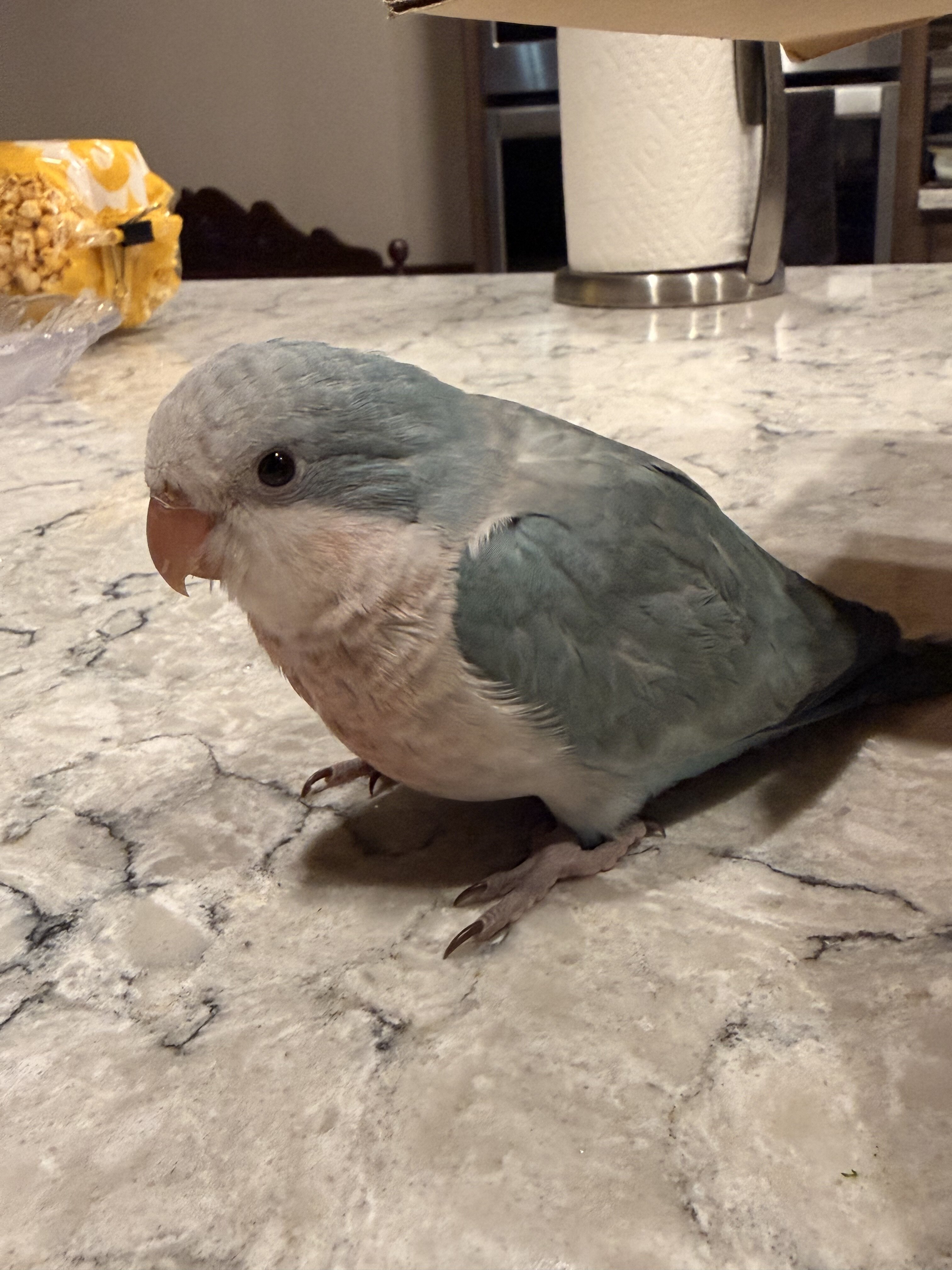 baby quaker image 2