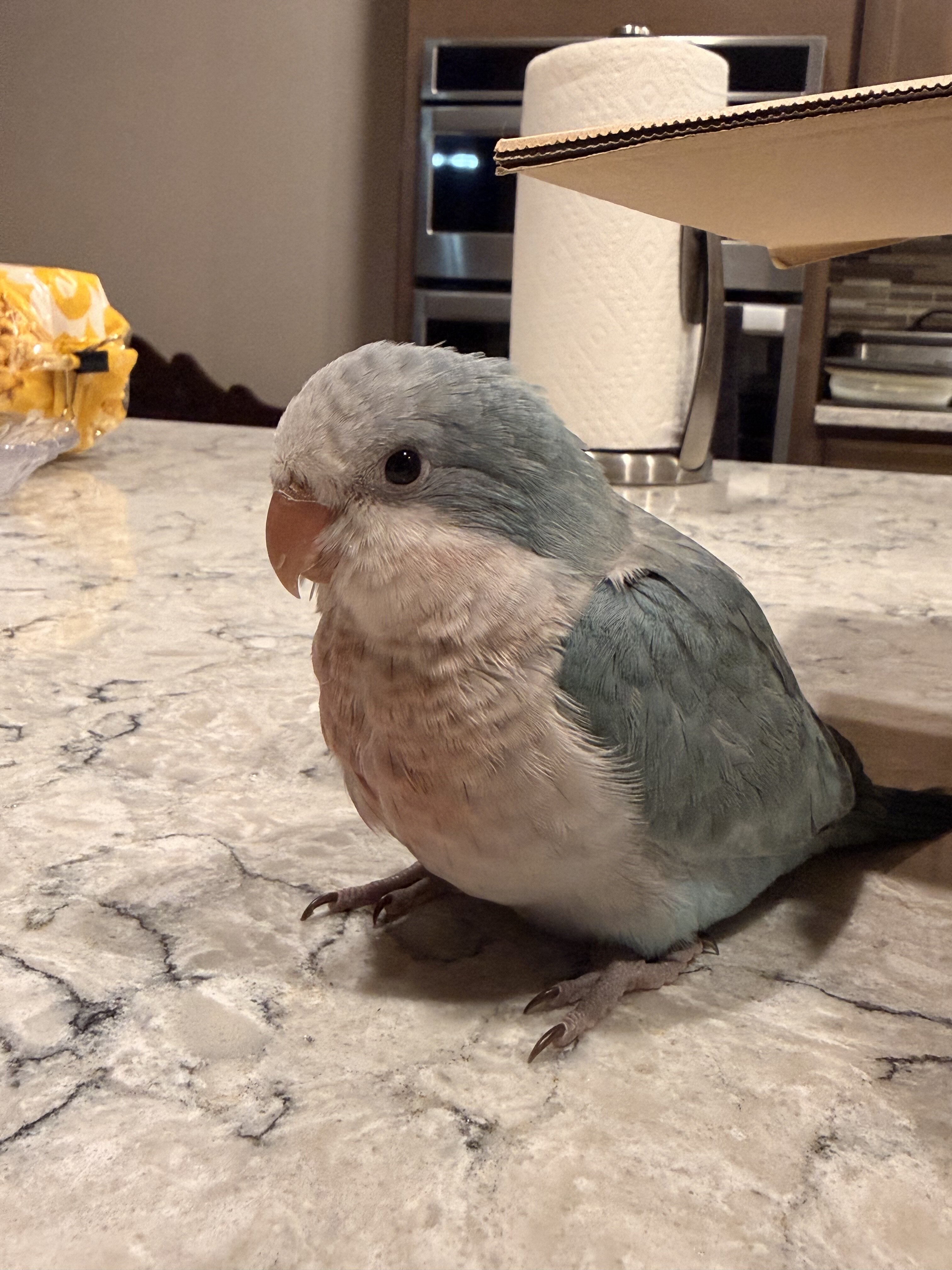 baby quaker image 1