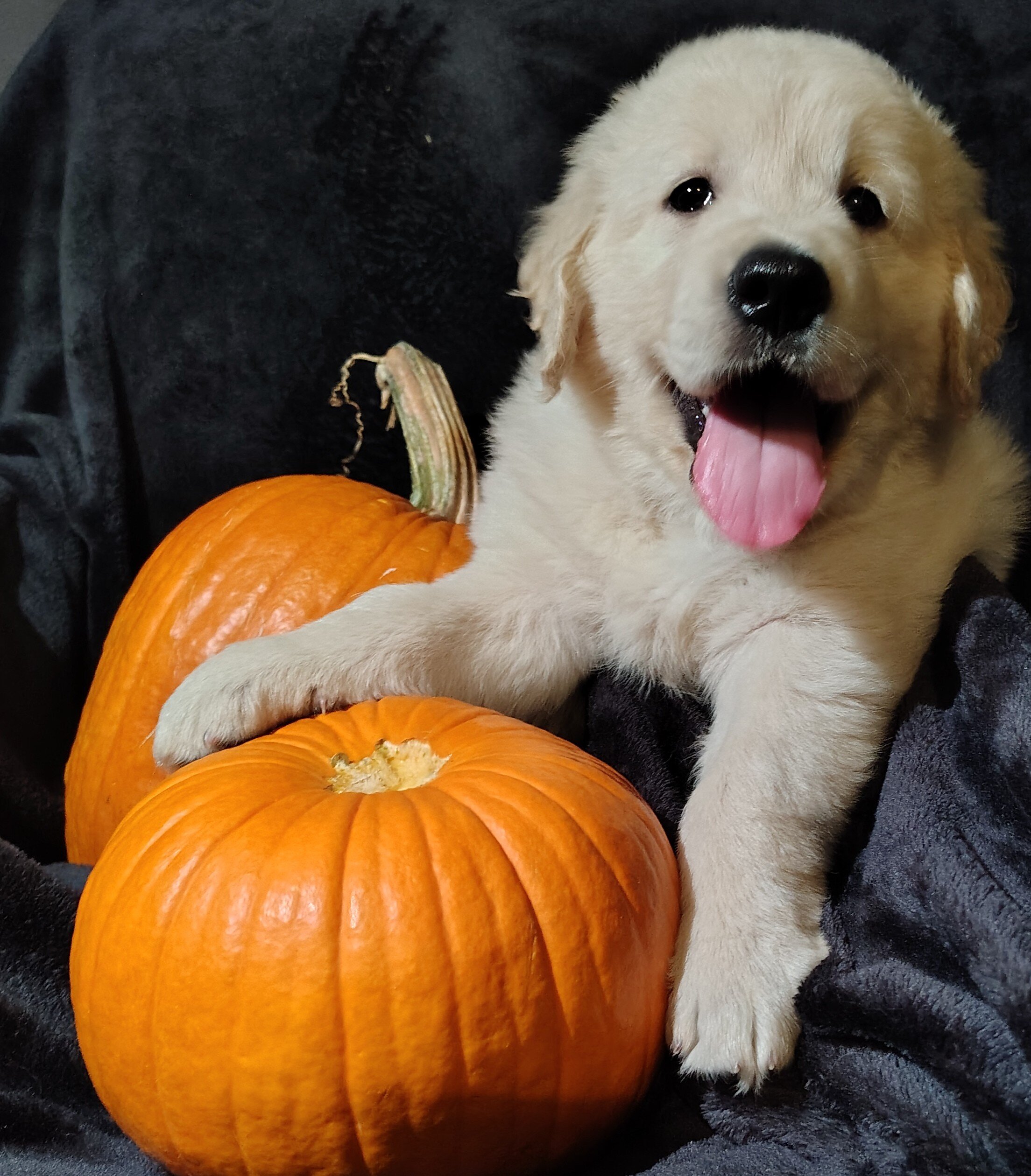 AKC Golden retriever puppies image 3