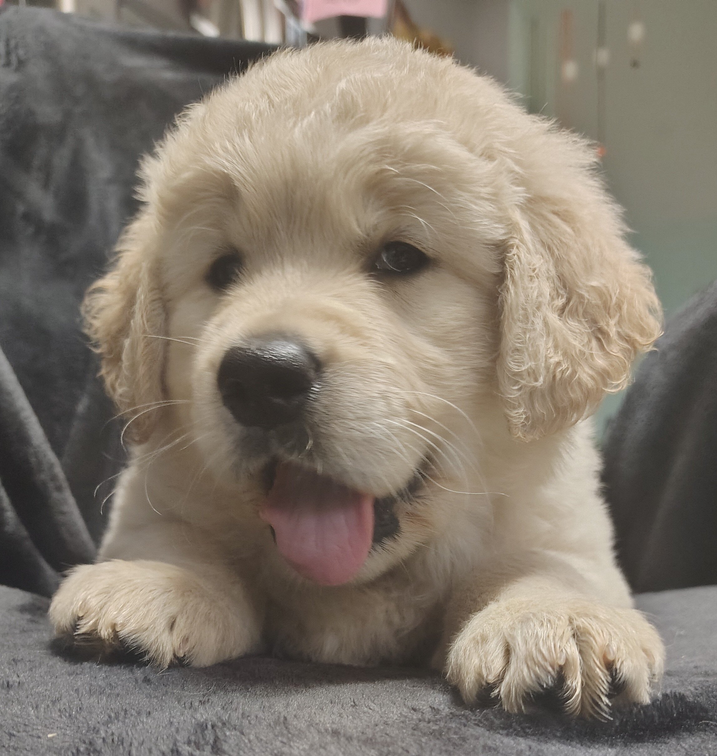 AKC Golden retriever puppies image 1