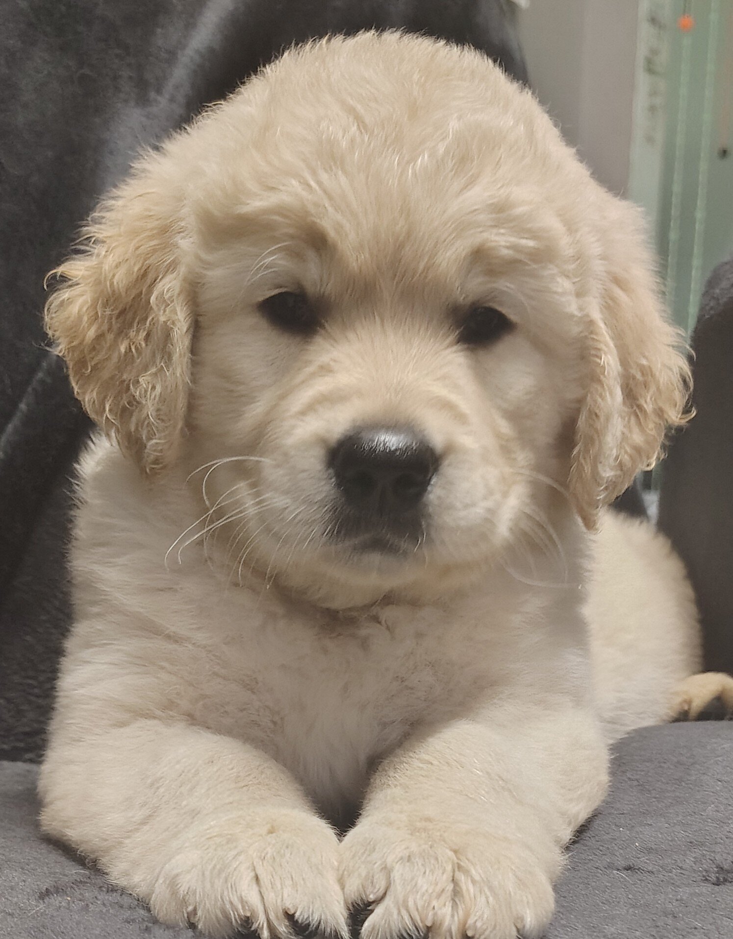 AKC Golden retriever puppies image 2