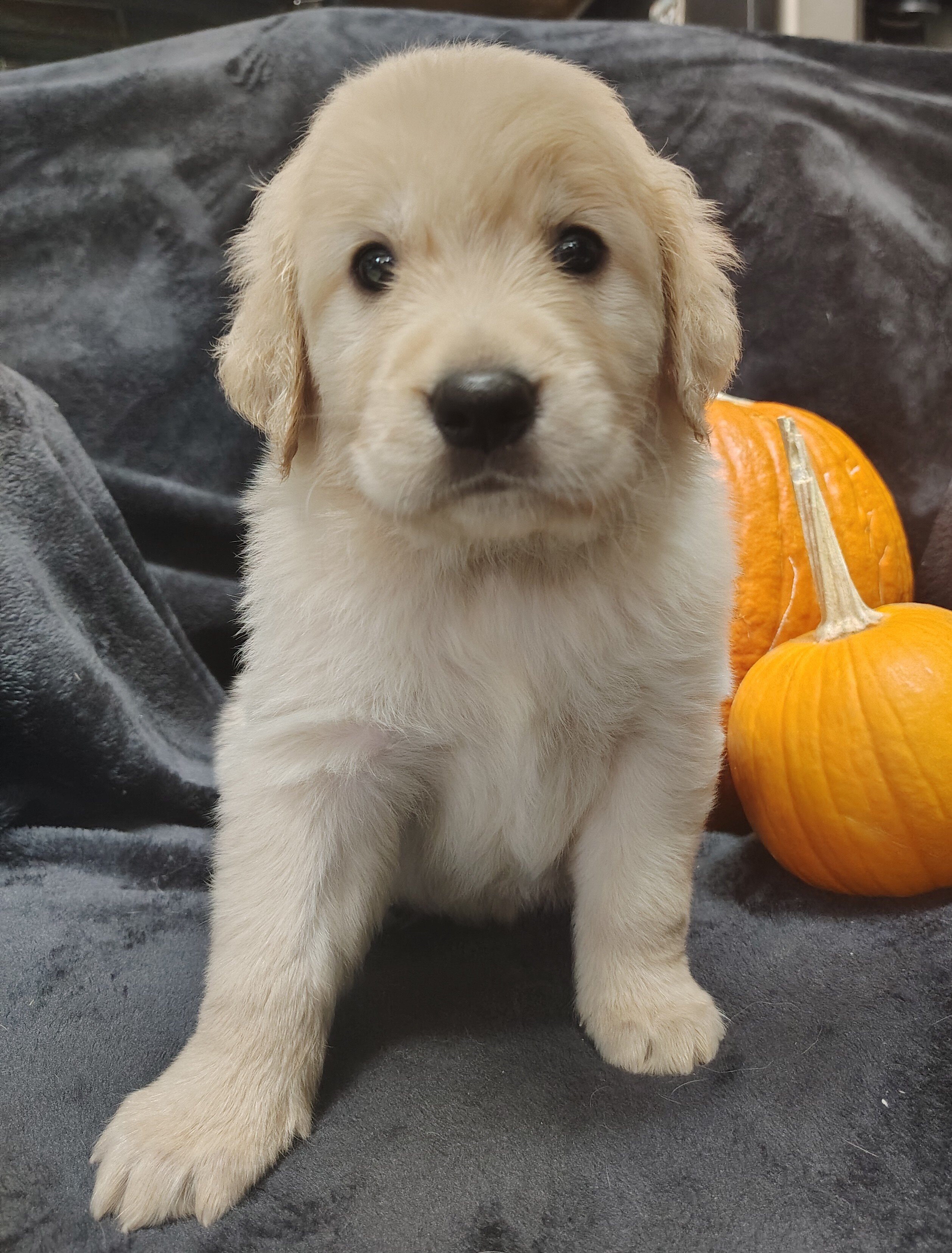 AKC Golden retriever puppies image 4