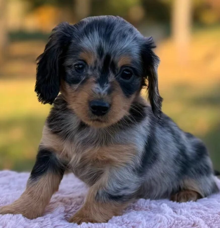 Miniature dachshund female image 1