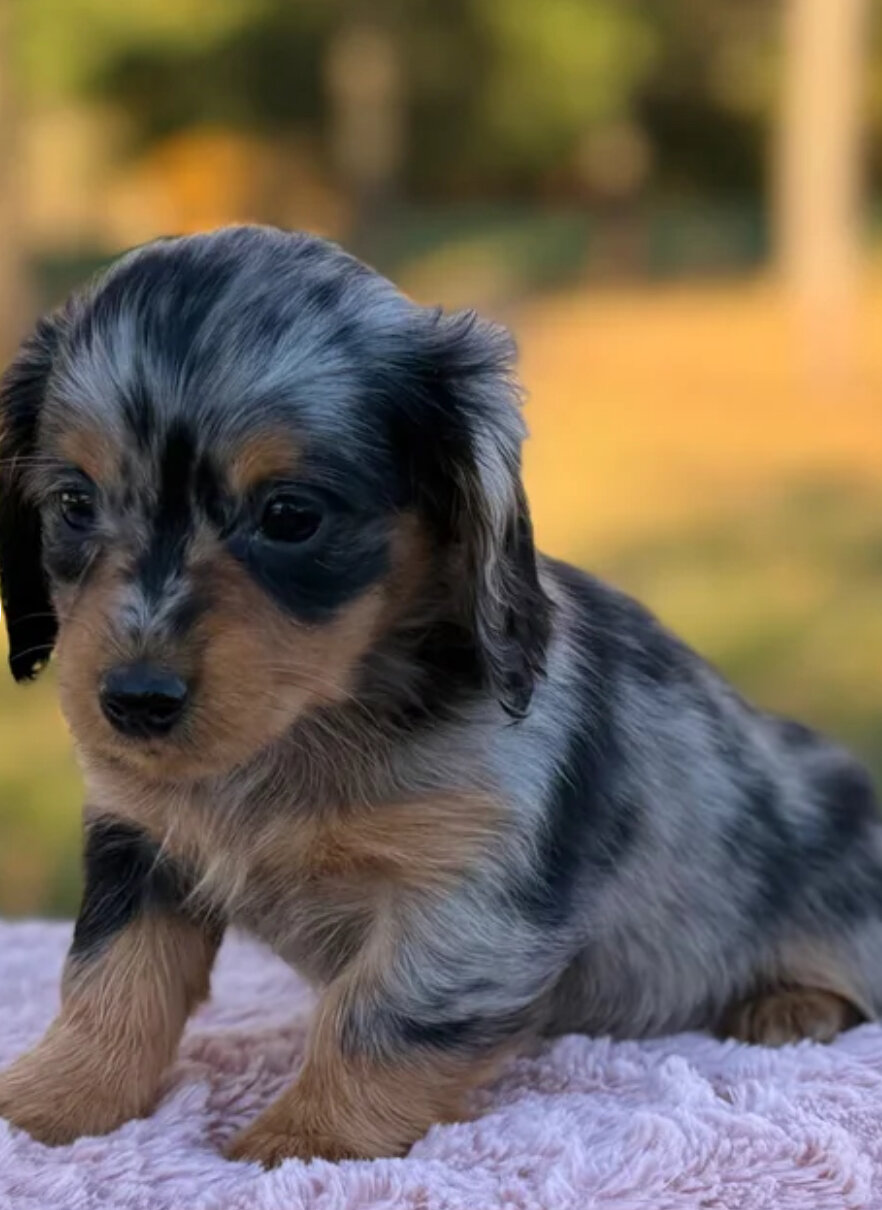 Miniature dachshund female image 2