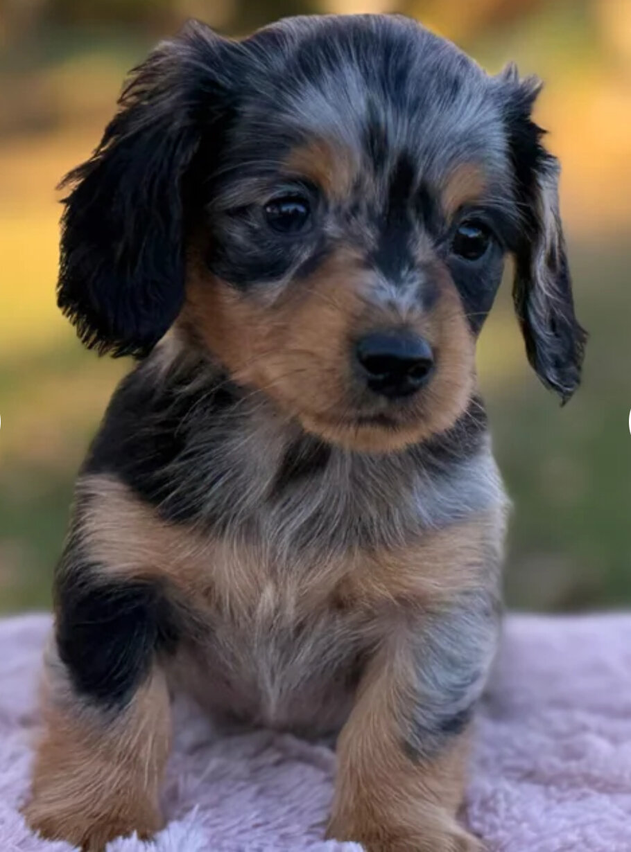 Miniature dachshund female image 3