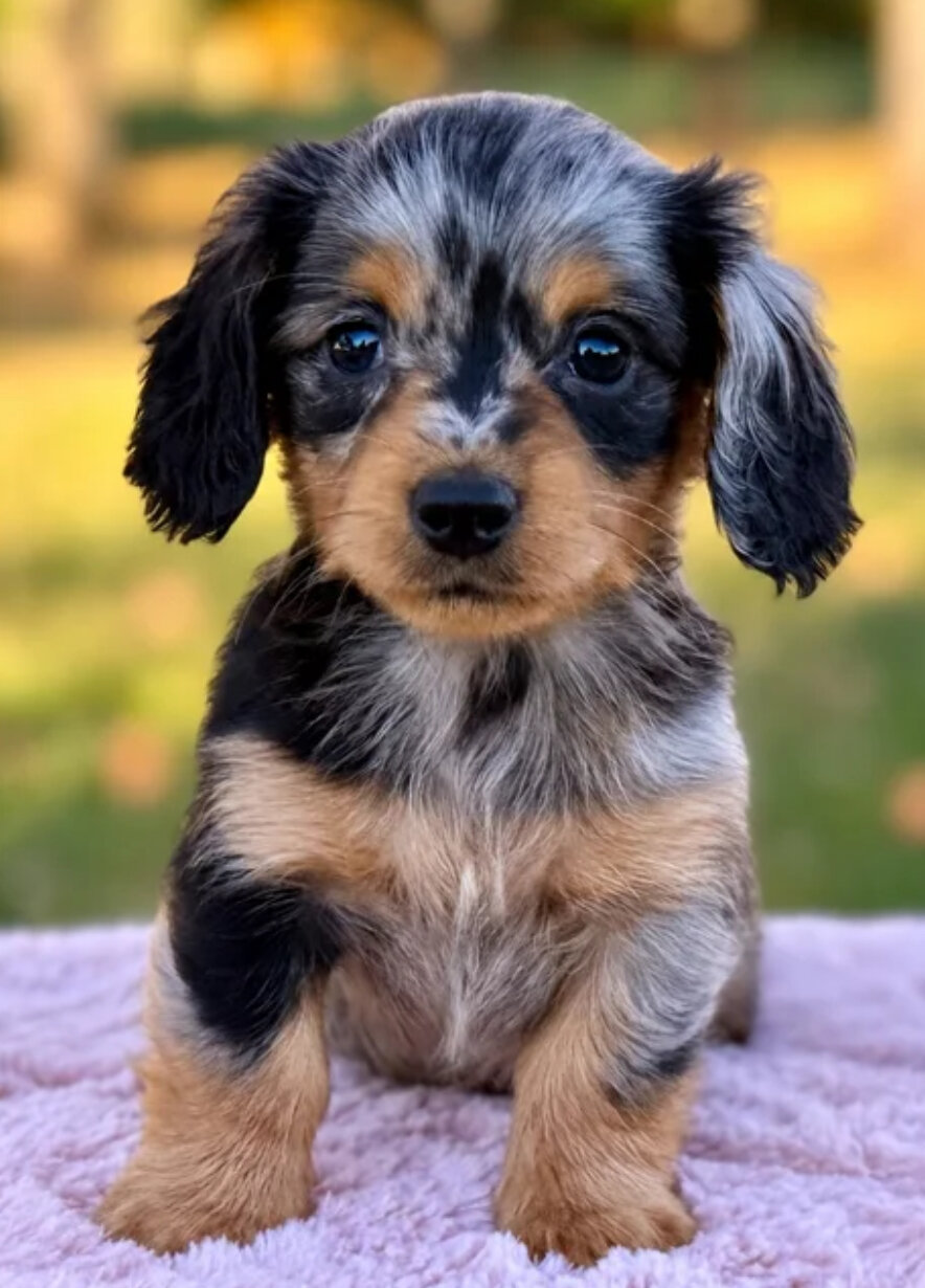 Miniature dachshund female image 4