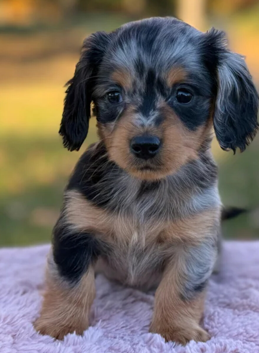 Miniature dachshund female image 5