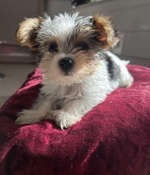 Biewer Terrier puppies for rehoming image 1
