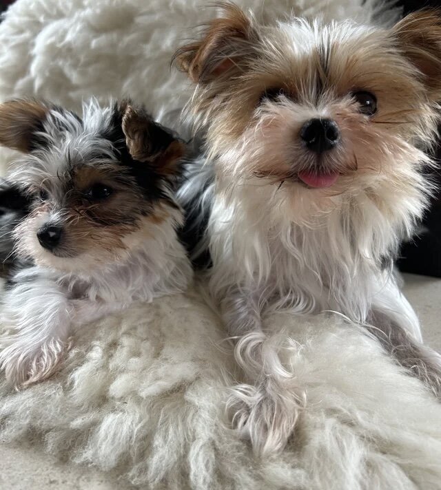 Biewer Terrier puppies for rehoming image 2