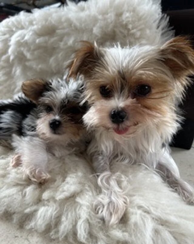 Biewer Terrier puppies for rehoming image 3