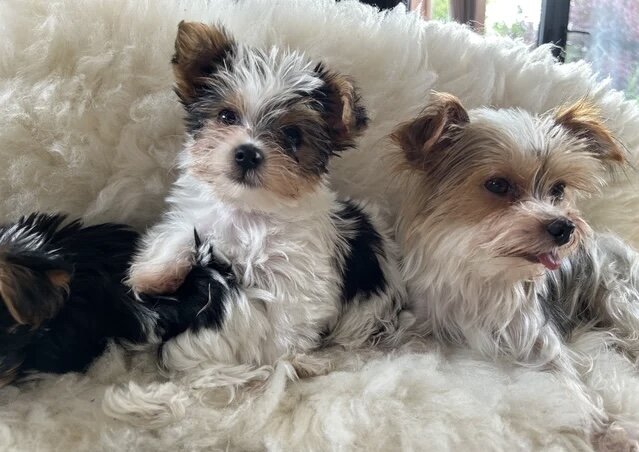 Biewer Terrier puppies for rehoming image 4