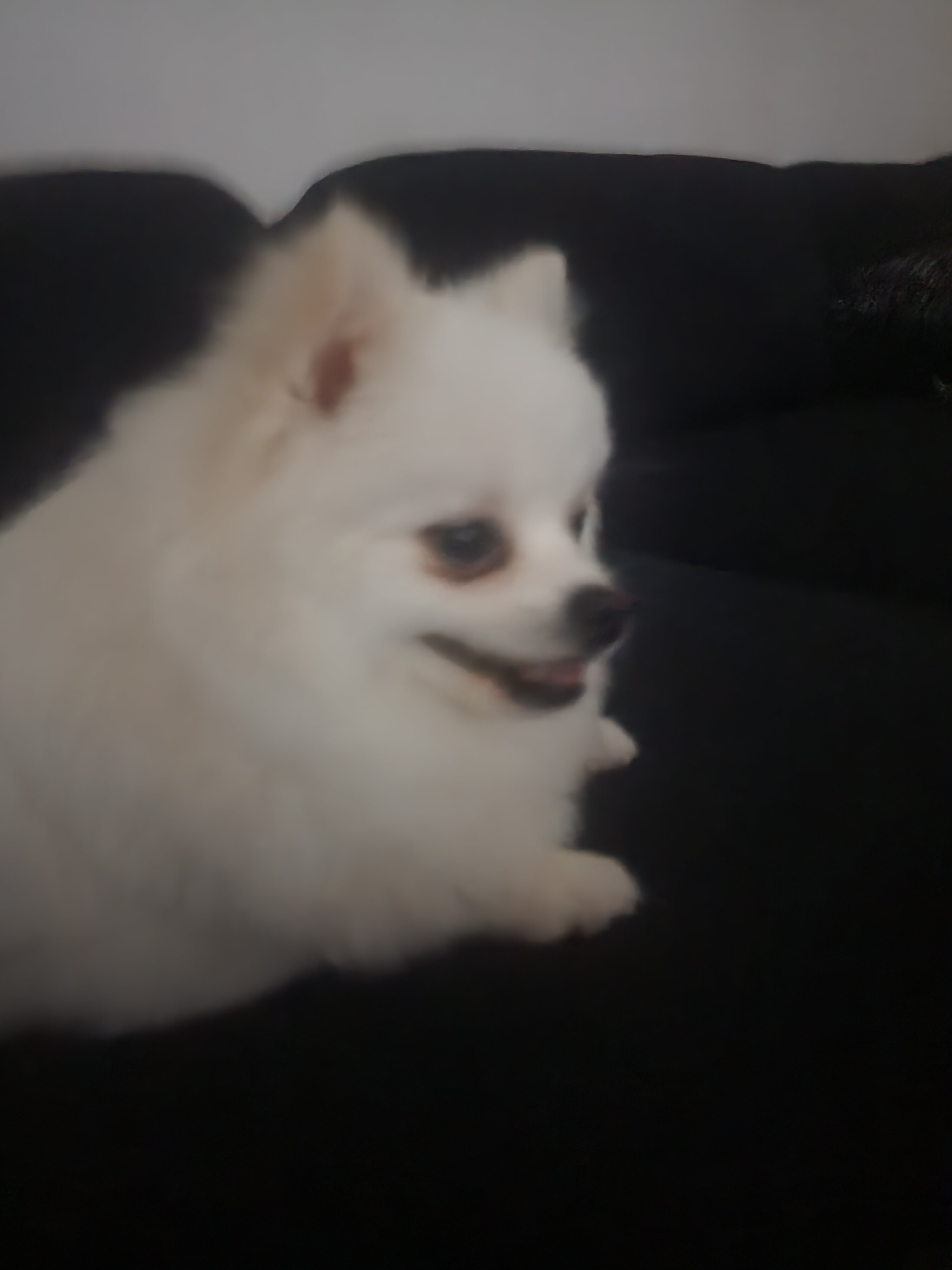 White Pomeranian image 1