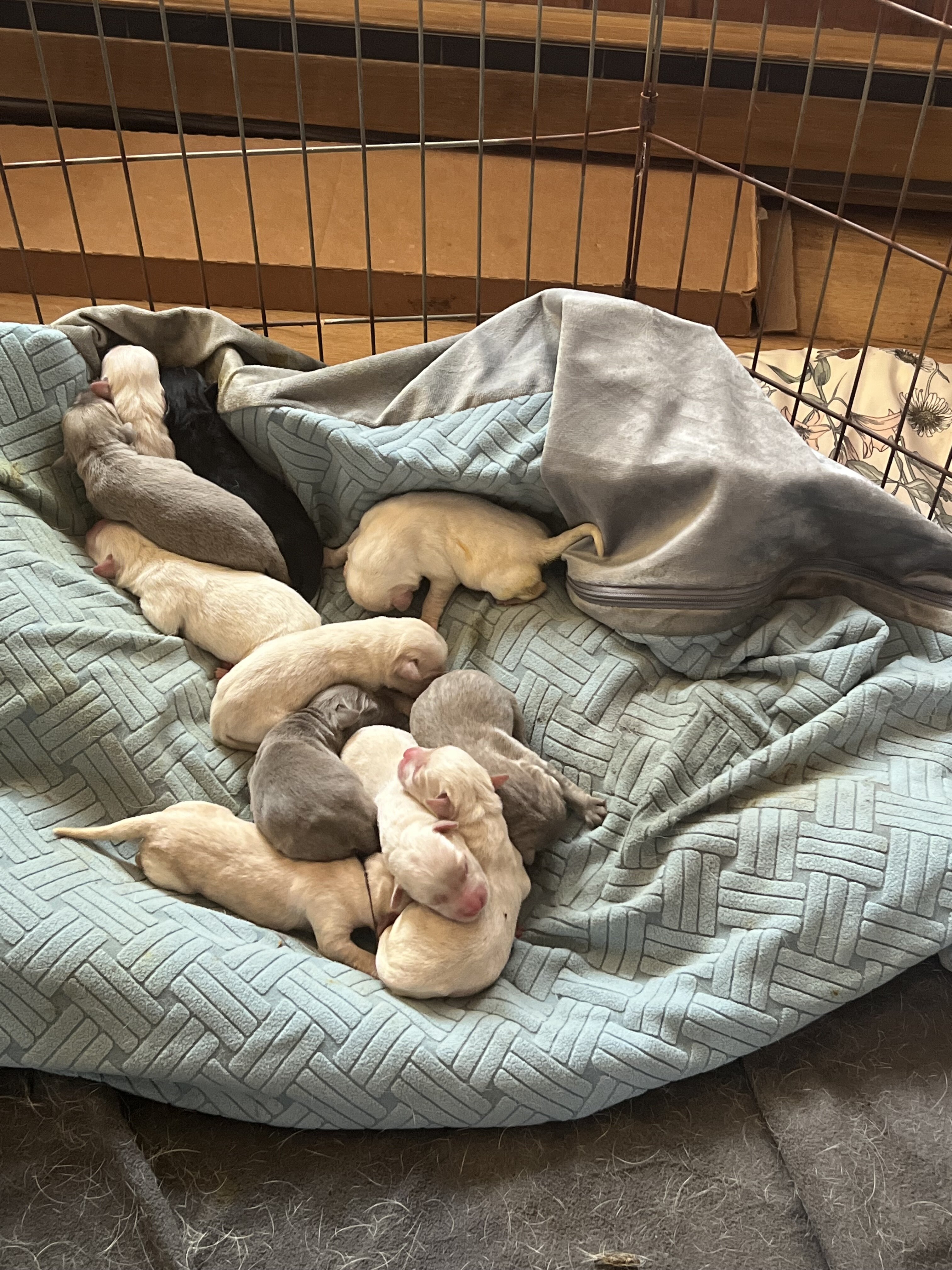 Labrador Retriever image 1