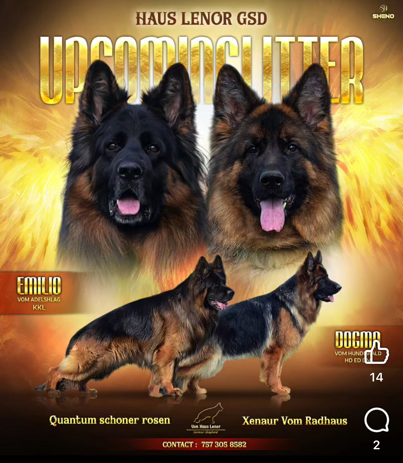 German shepherd image 4